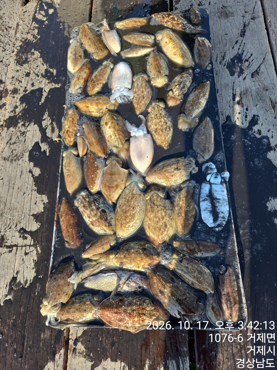 ����ڰ� �ø� �̹���