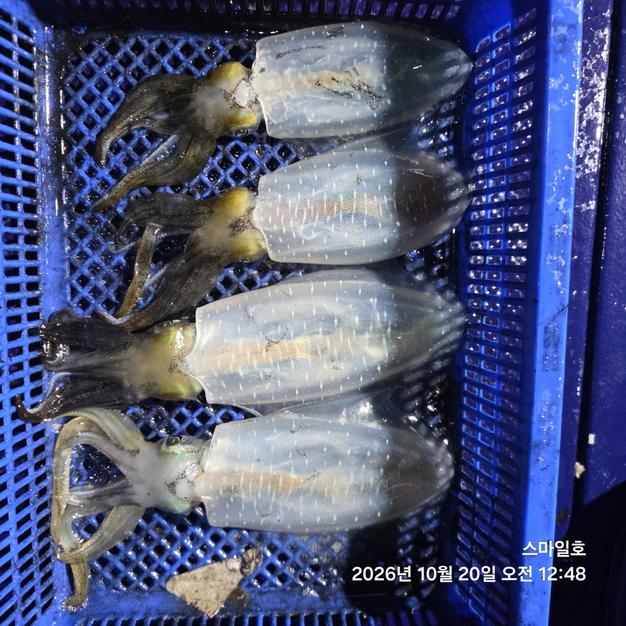 ����ڰ� �ø� �̹���