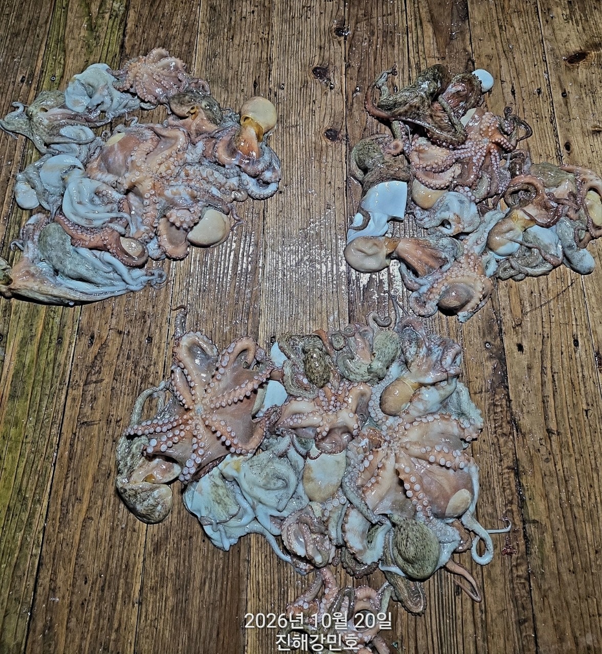 ����ڰ� �ø� �̹���