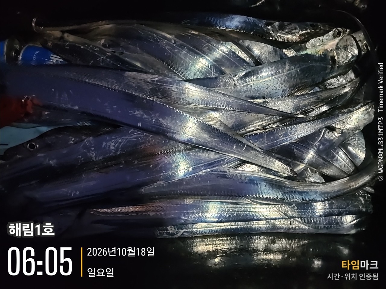 10월 23일 삼천포 선상낚시 초보 조사님 출조 사진 3