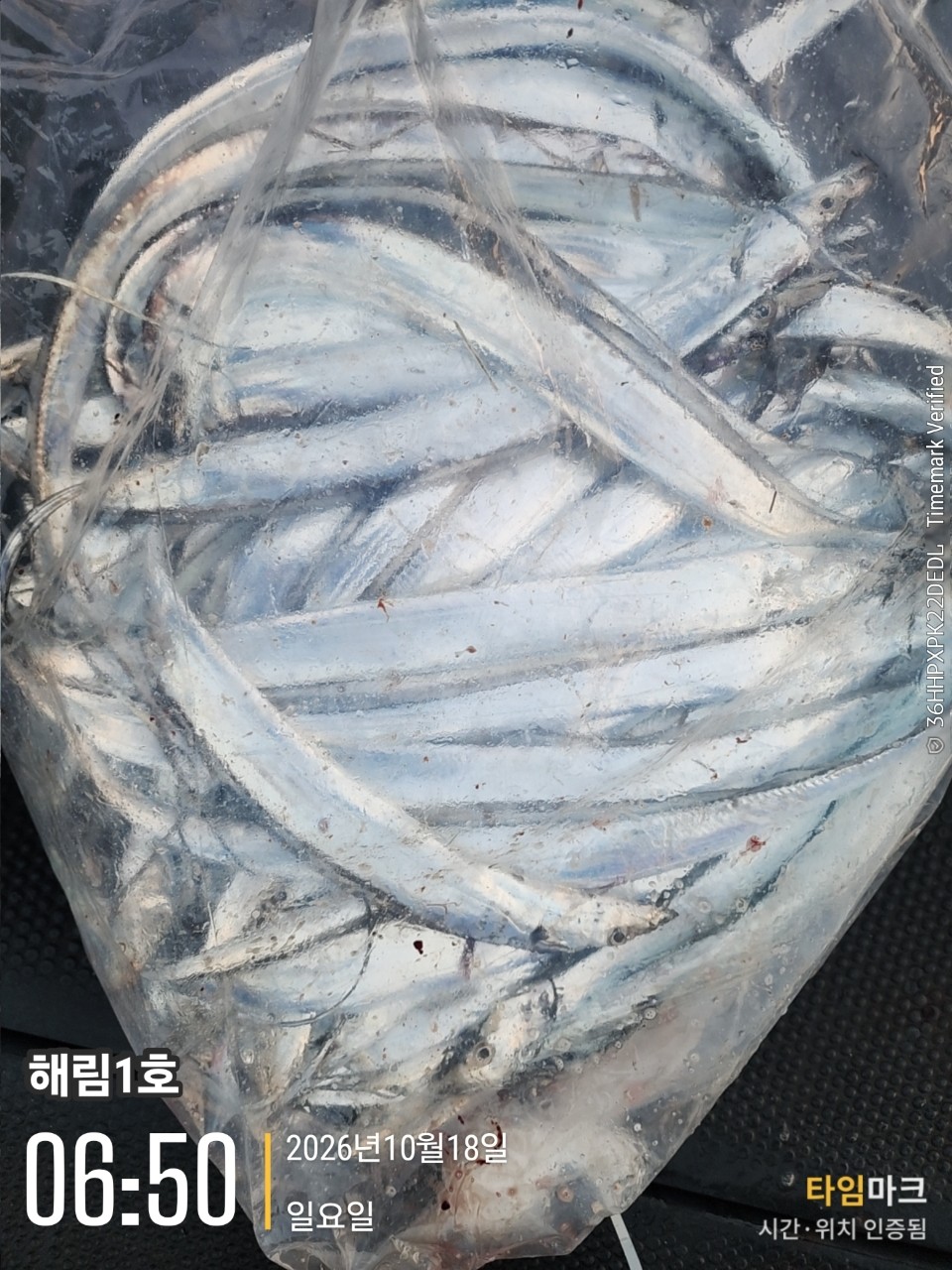 10월 23일 삼천포 선상낚시 초보 조사님 출조 사진 2