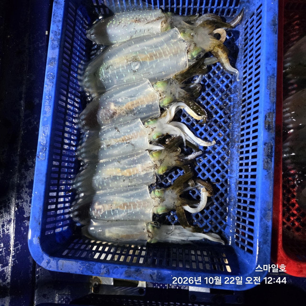 ����ڰ� �ø� �̹���