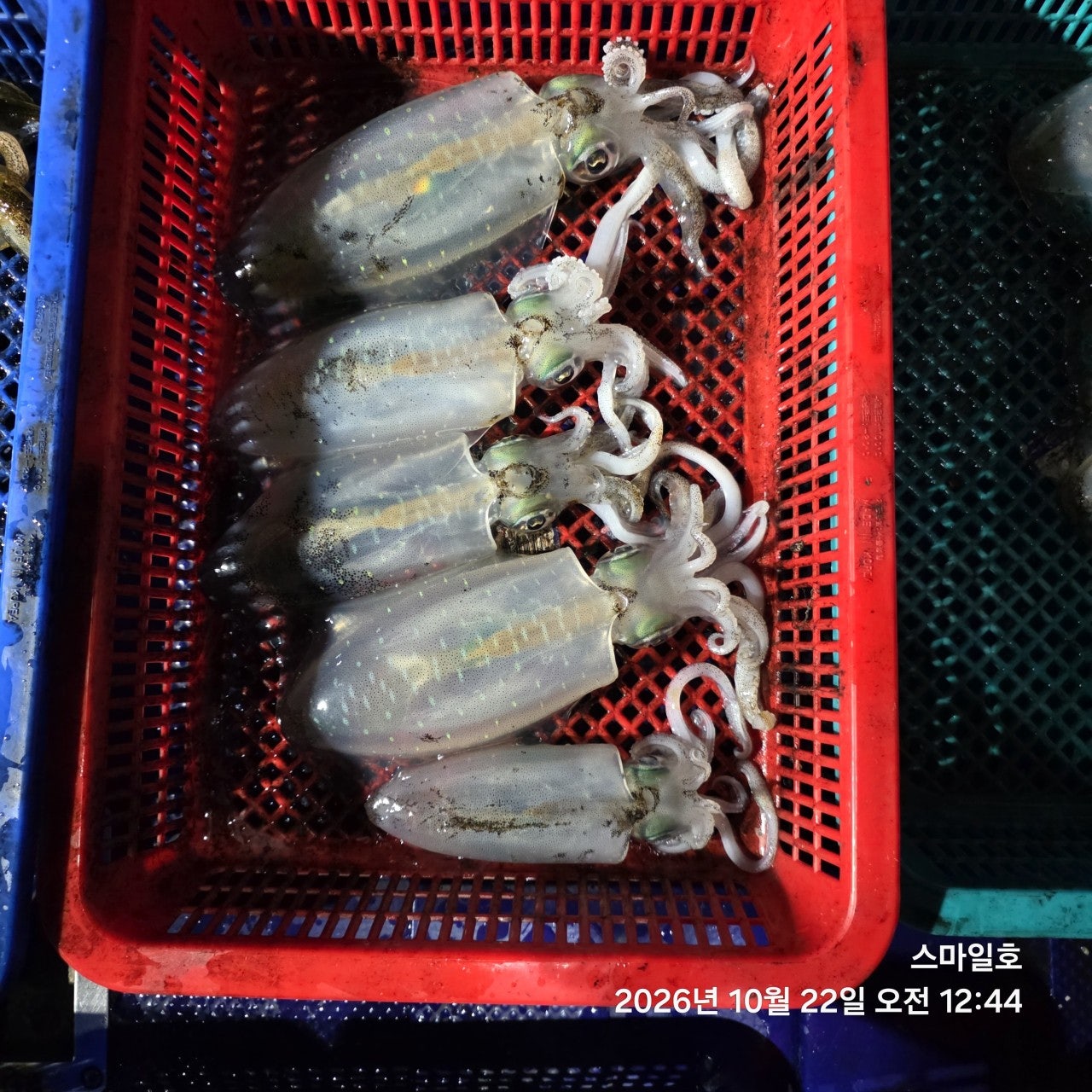 ����ڰ� �ø� �̹���