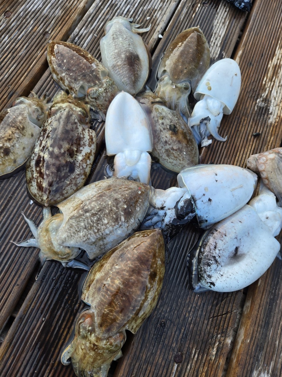 ����ڰ� �ø� �̹���