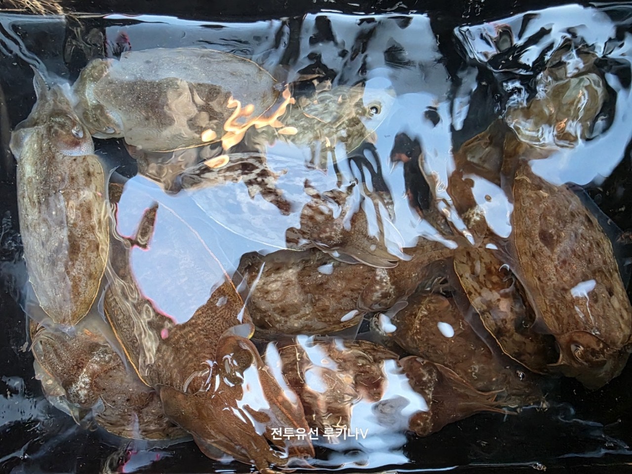사용자가 올린 이미지