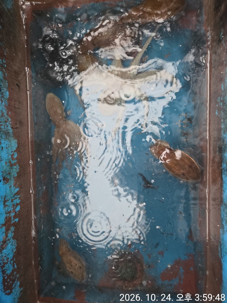 ����ڰ� �ø� �̹���