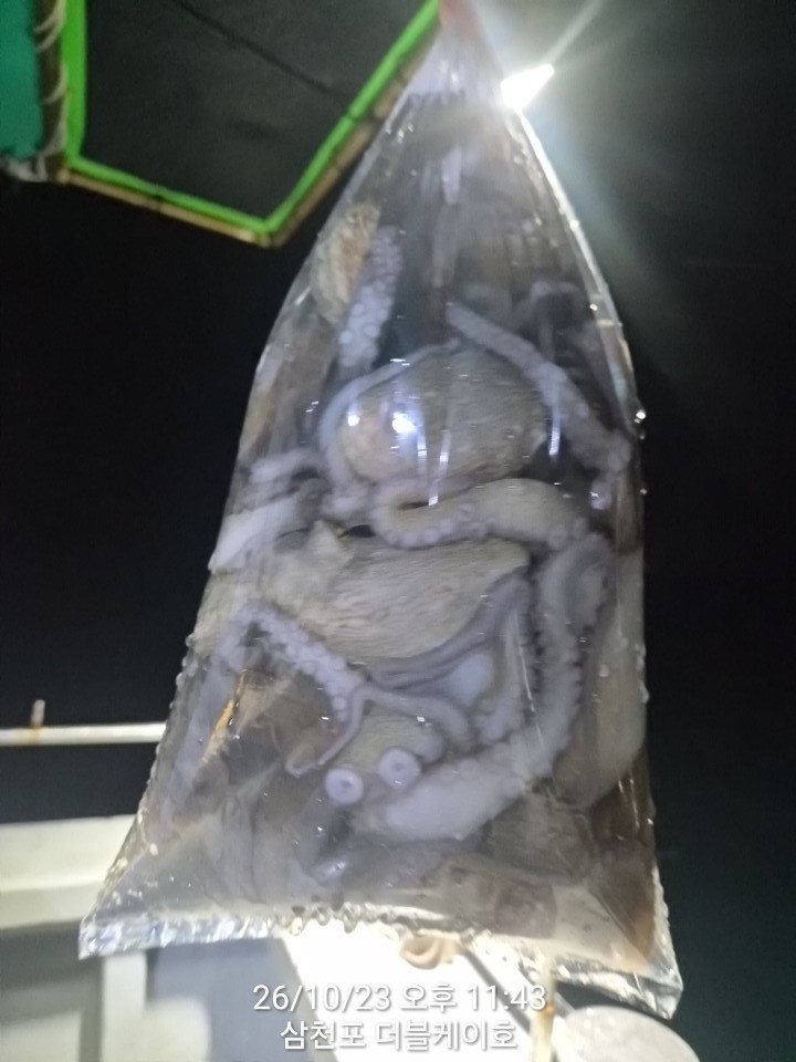 10월 24일 문어 선상낚시 조황 현장 사진 8