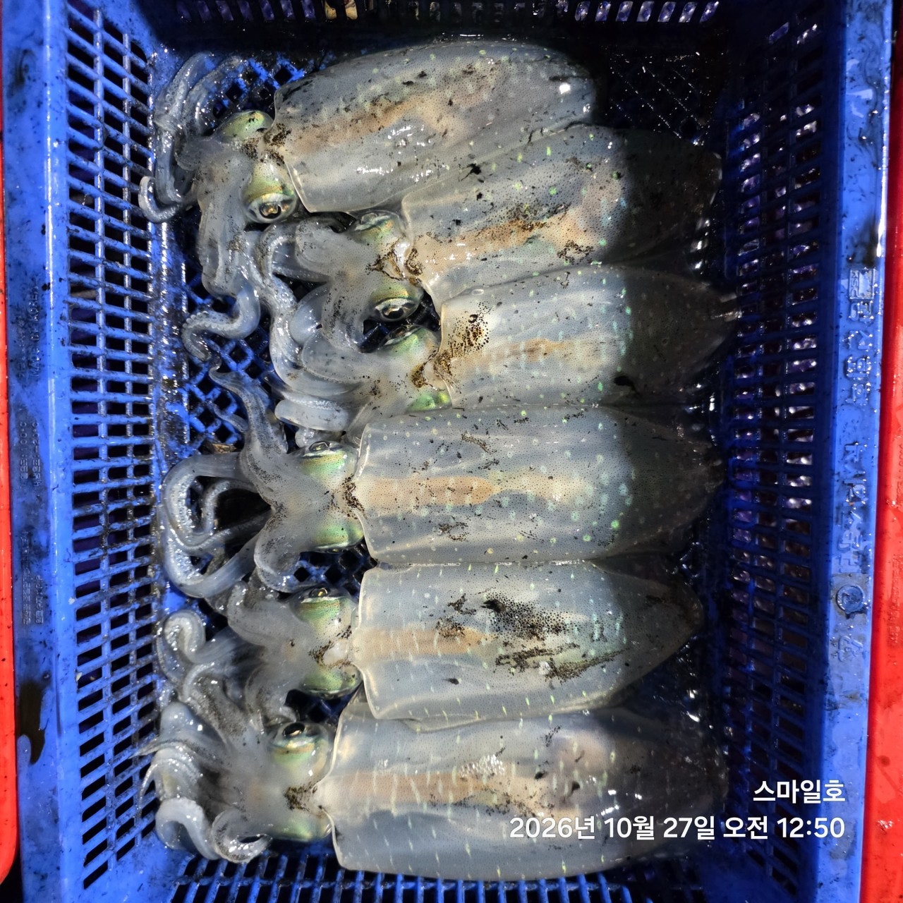 ����ڰ� �ø� �̹���