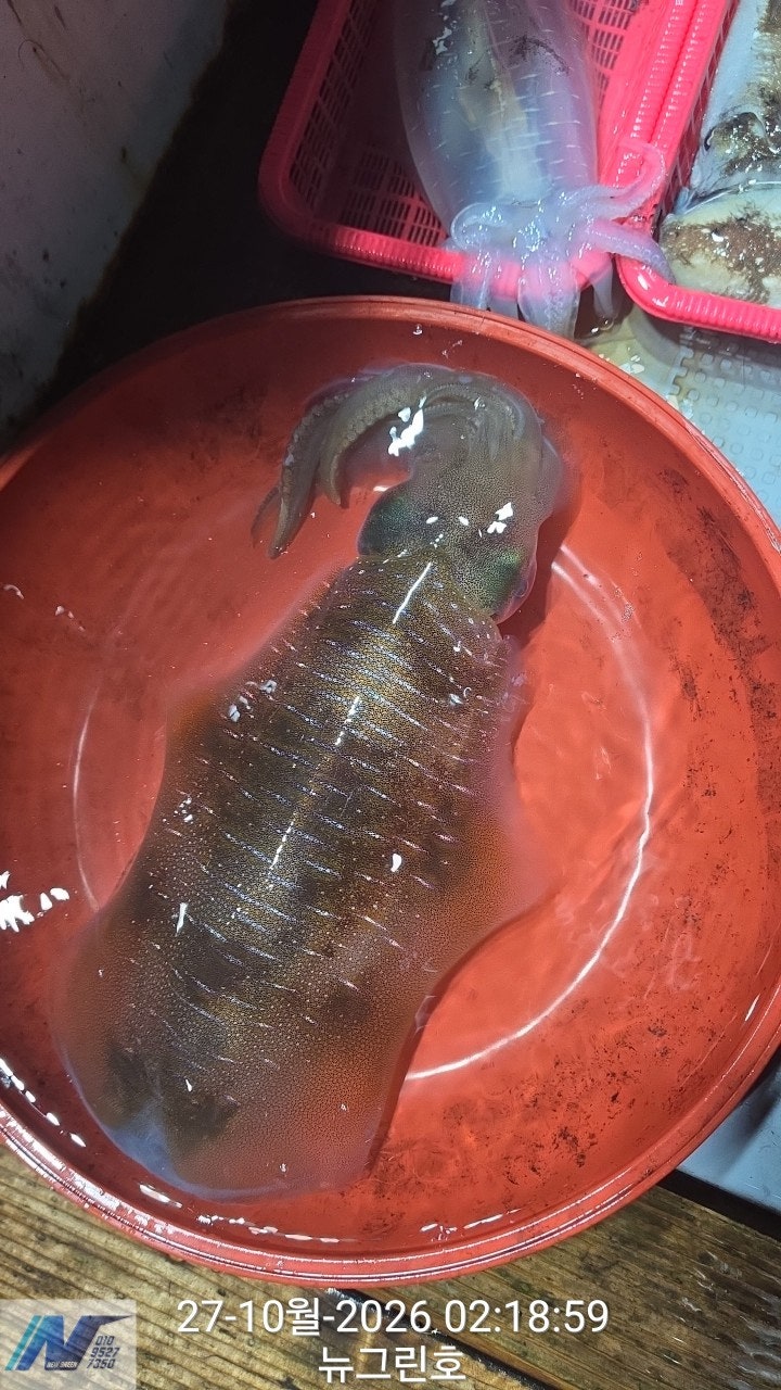 ����ڰ� �ø� �̹���