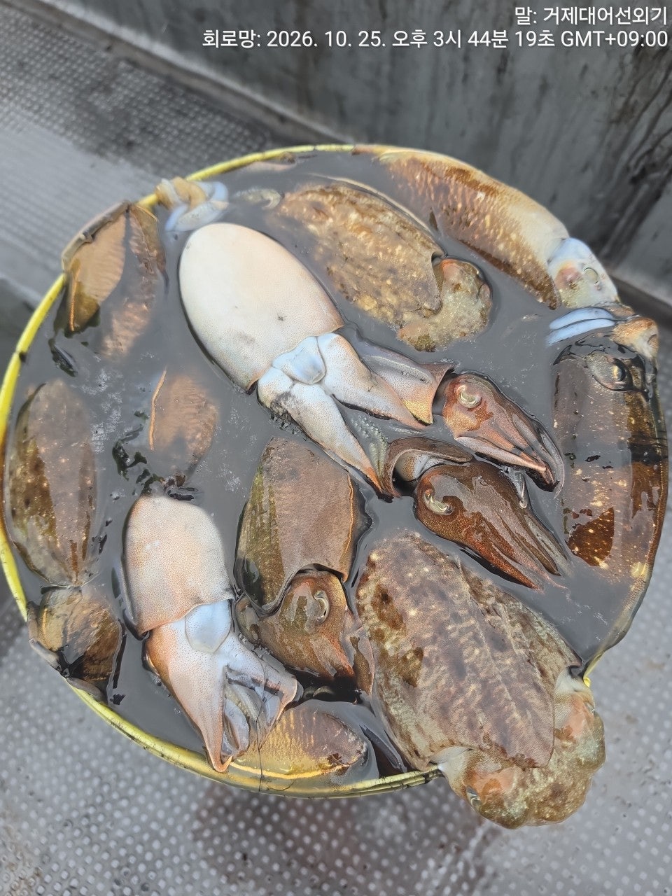 ����ڰ� �ø� �̹���