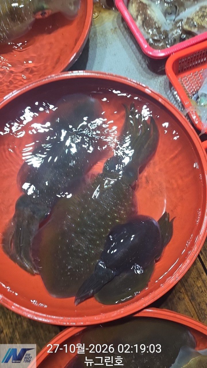 ����ڰ� �ø� �̹���
