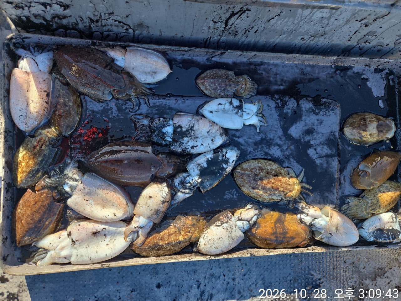 ����ڰ� �ø� �̹���