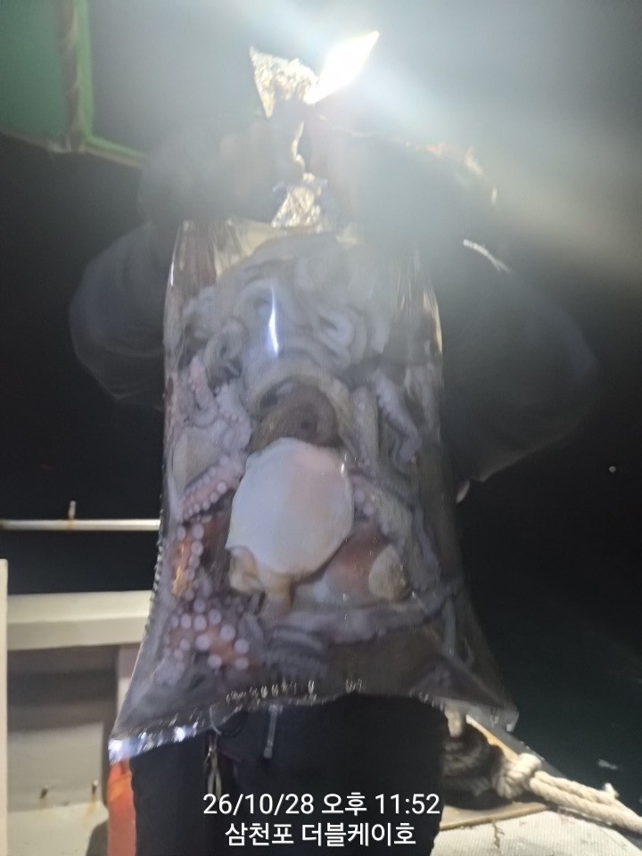 10월 29일 문어 선상낚시 조황 현장 사진 11