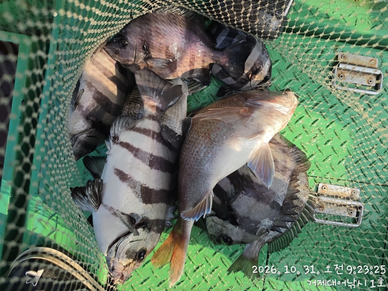 ����ڰ� �ø� �̹���